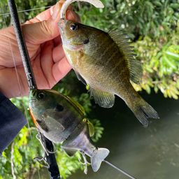 ブルーギル