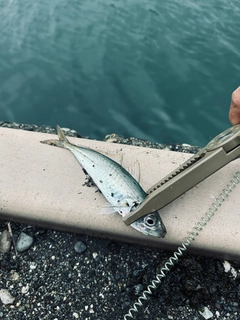 アオアジの釣果