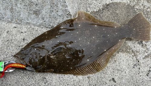 ヒラメの釣果