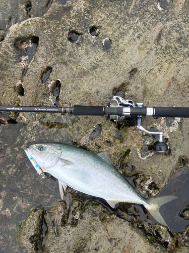 イナダの釣果