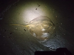 エイの釣果