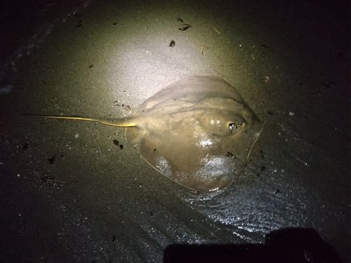 エイの釣果