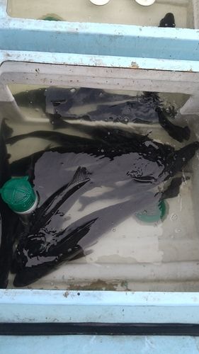 ヒラスズキの釣果