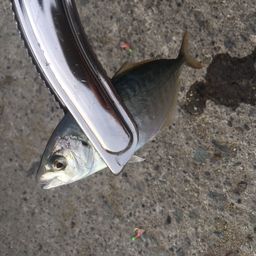 アジ