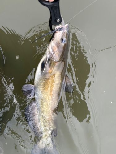 ナマズの釣果