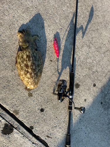 コウイカの釣果