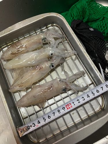 マメイカの釣果