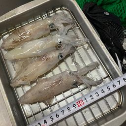 マメイカ