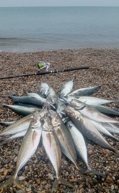 マアジの釣果