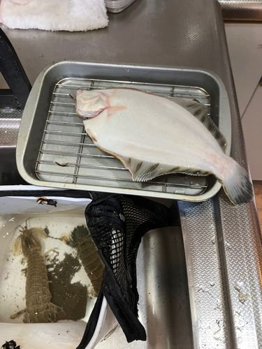シャコの釣果