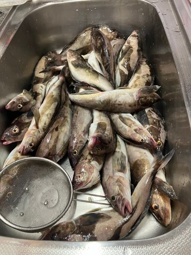 ホッケの釣果