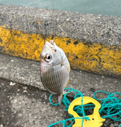 ヘダイの釣果