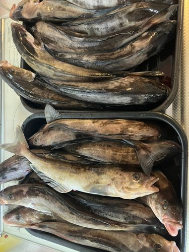 ホッケの釣果