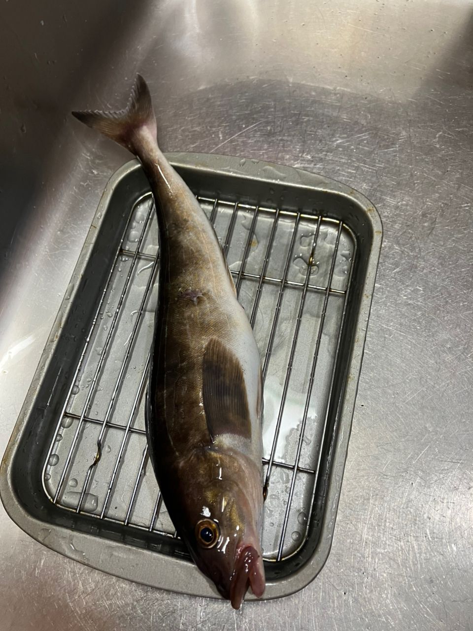 ホッケ