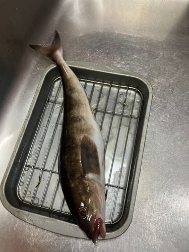 ホッケの釣果