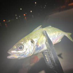 アジ