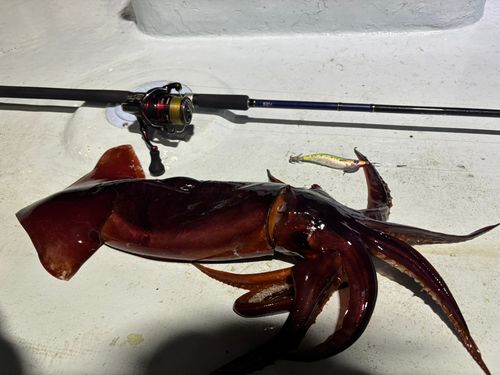 イカの釣果