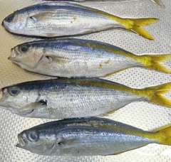 タカベの釣果