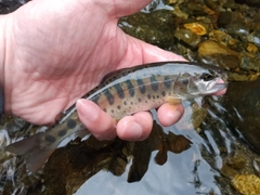 ヤマメの釣果