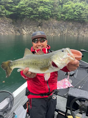 ラージマウスバスの釣果