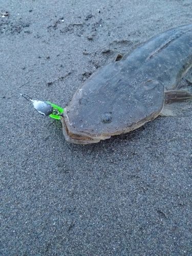 マゴチの釣果