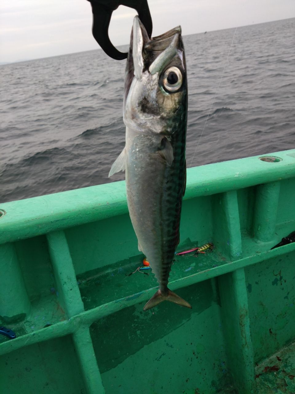 サバ
