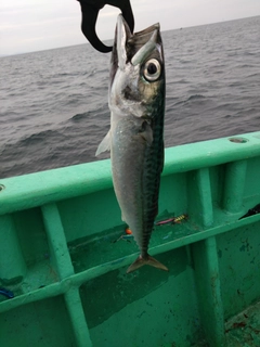 サバの釣果
