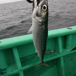 サバ
