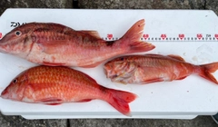 ホウライヒメジの釣果