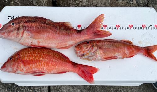 ホウライヒメジの釣果