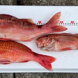 ホウライヒメジ