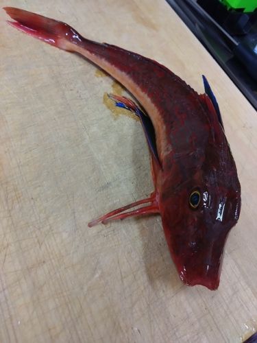 ホウボウの釣果