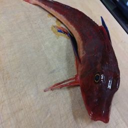 ホウボウ