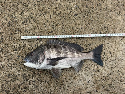 チヌの釣果