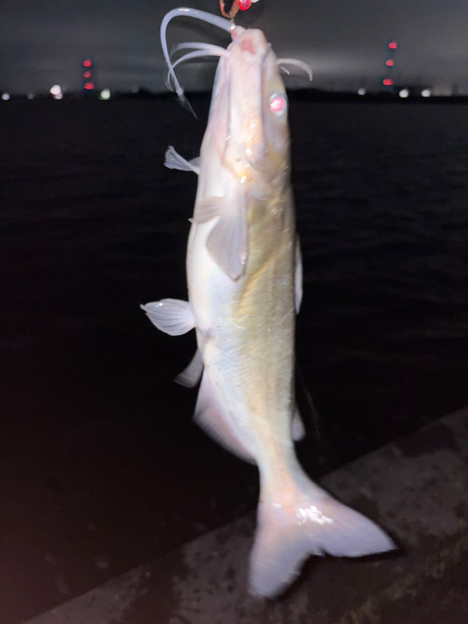 アメリカンキャットフィッシュ