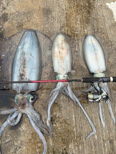 アオリイカの釣果