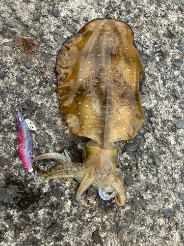 アオリイカの釣果