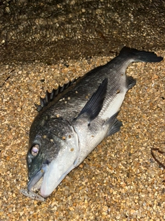 チヌの釣果