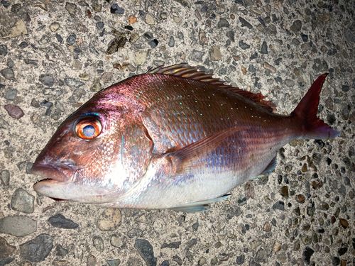 マダイの釣果