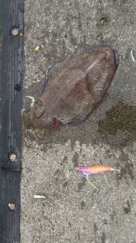 コウイカの釣果
