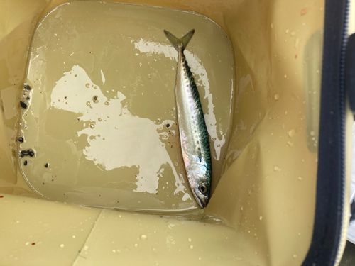 サバの釣果