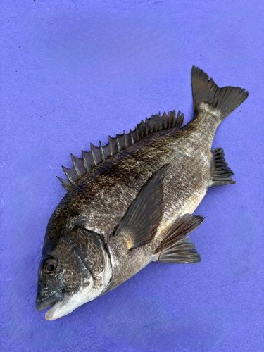 クロダイの釣果