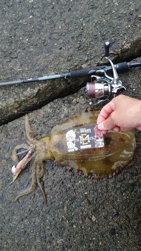 アオリイカの釣果