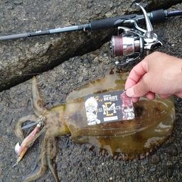 アオリイカ