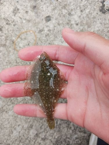 釣果