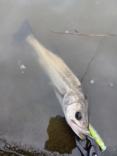 フッコ（マルスズキ）の釣果