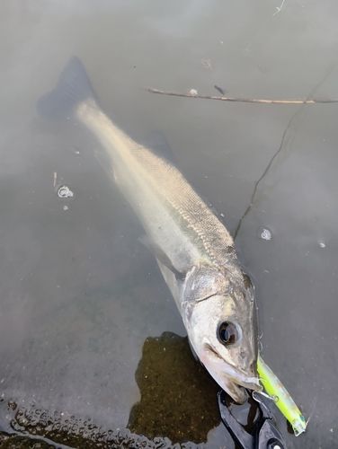 フッコ（マルスズキ）の釣果