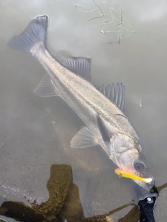 フッコ（マルスズキ）の釣果