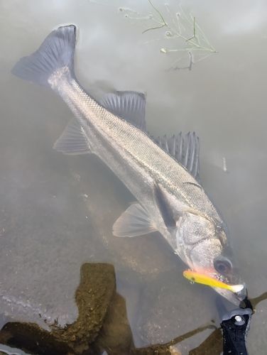 フッコ（マルスズキ）の釣果