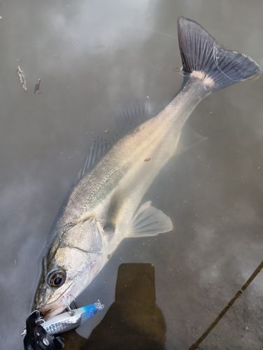 フッコ（マルスズキ）の釣果